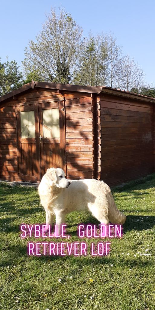 Sybelle (Sans Affixe)